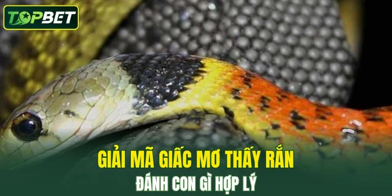 Giai Ma Giac Mo Thay Ran Danh Con Gi Hop Ly