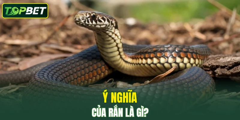 Y Nghia Cua Ran La Gi